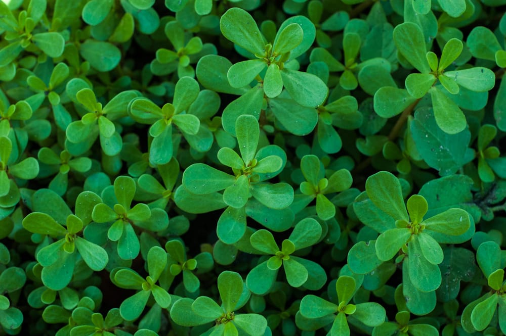 purslane weed