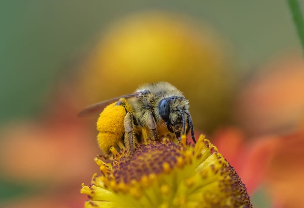 long horned bees