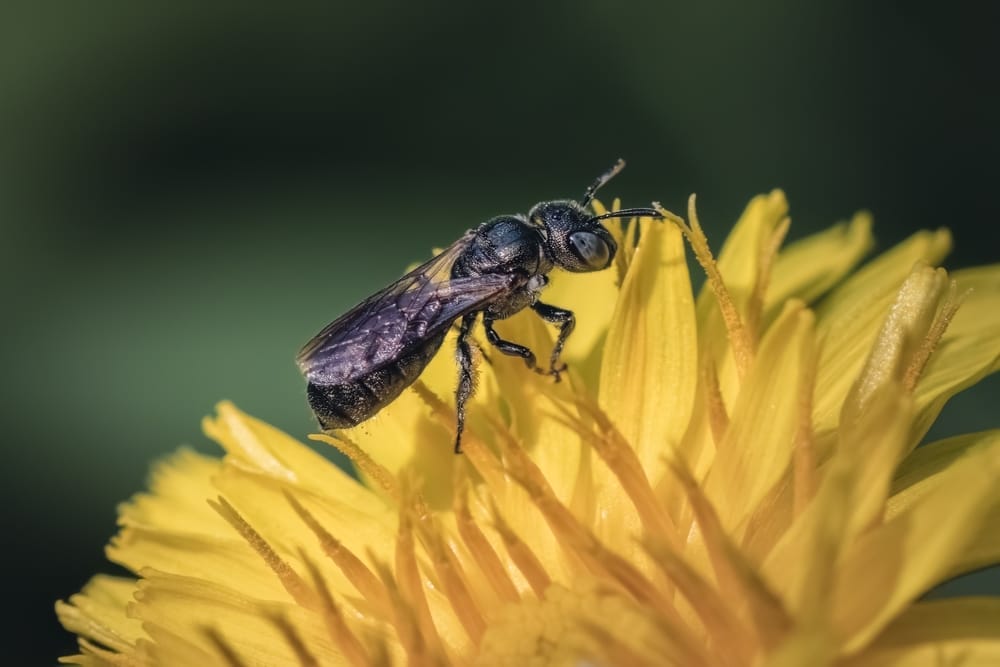 small carpenter bee