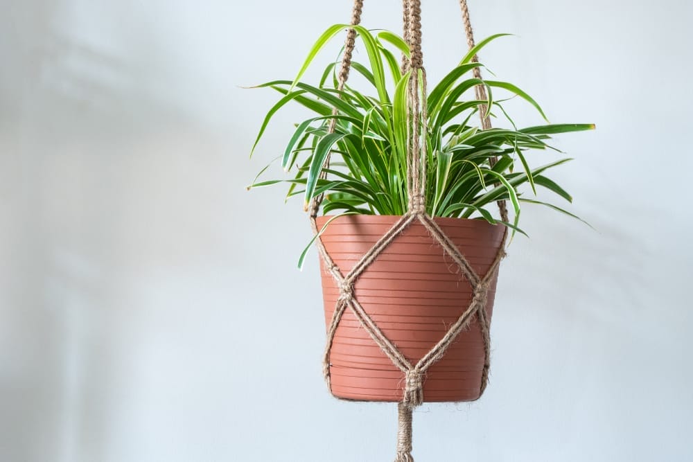 Spider Plant