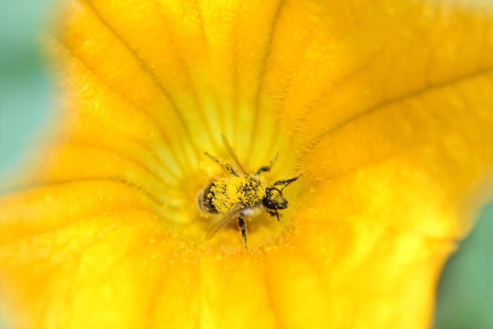 squash bee