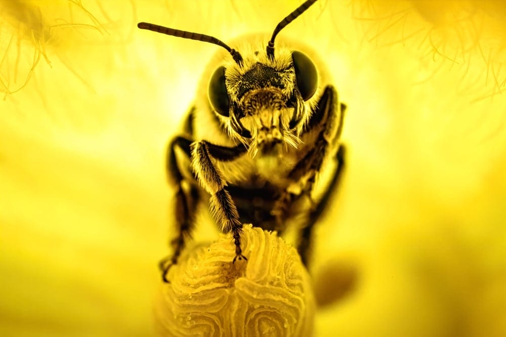 squash bee