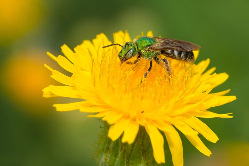 sweat bee