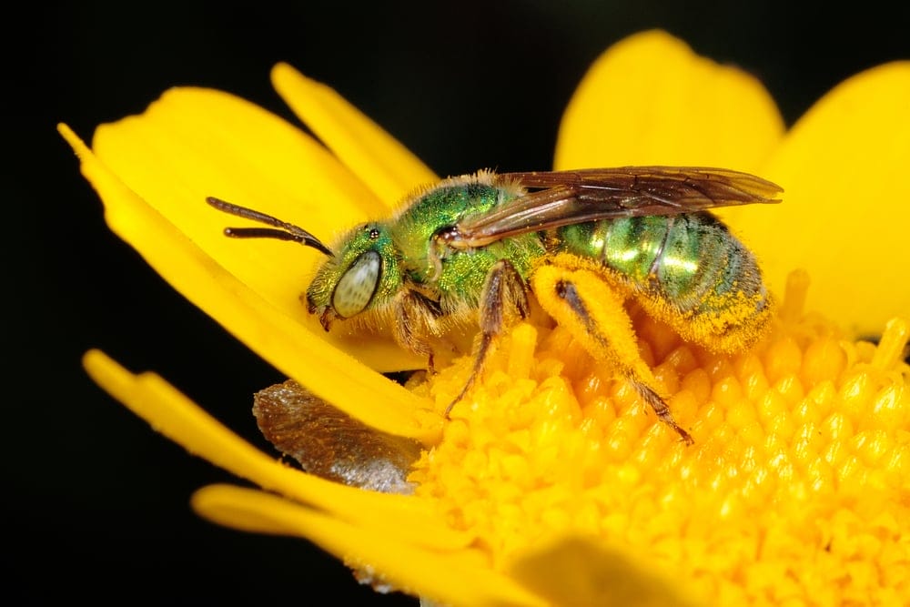 sweat bee