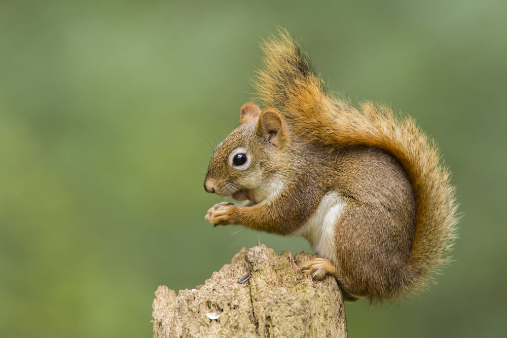 American Red Squirrel