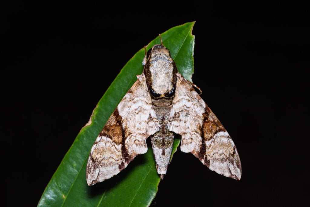 Banded Tussock Moth