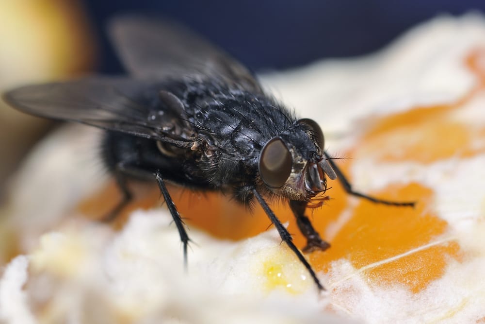 black fly