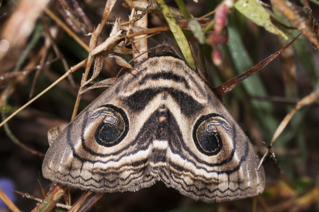 Black Witch Moth