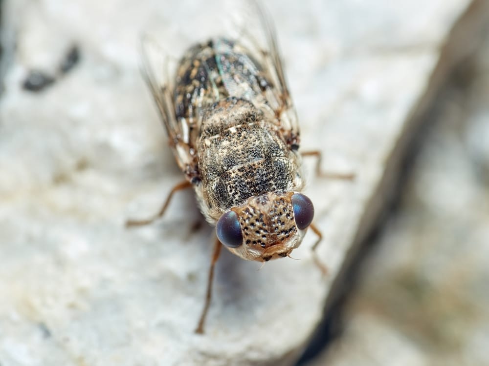 botfly