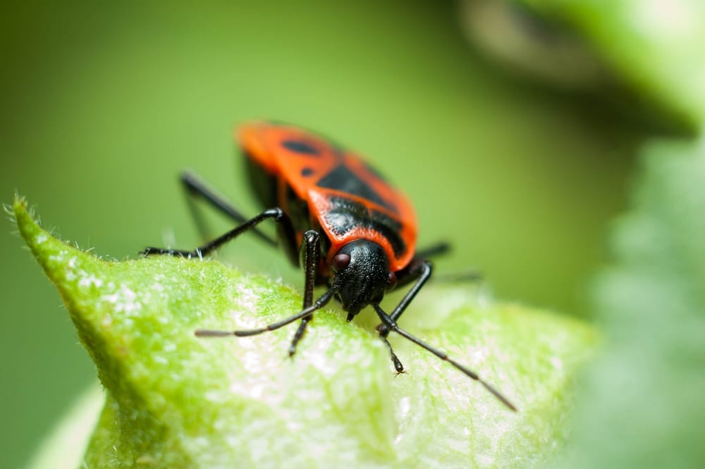 Boxelder Bug