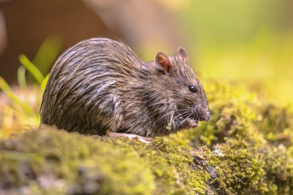 Brown Rat