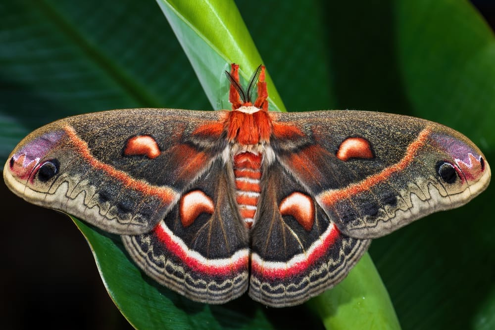 Cecropia Moth