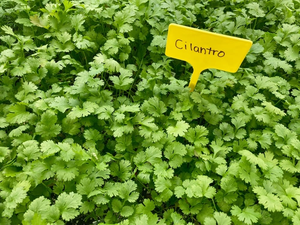 Cilantro