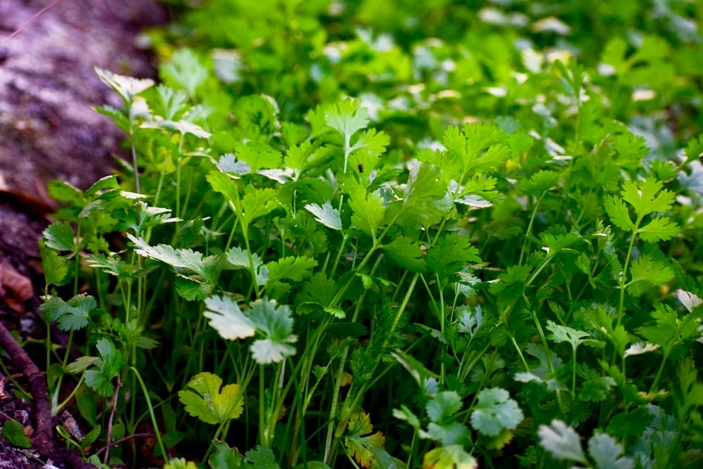 cilantro growing