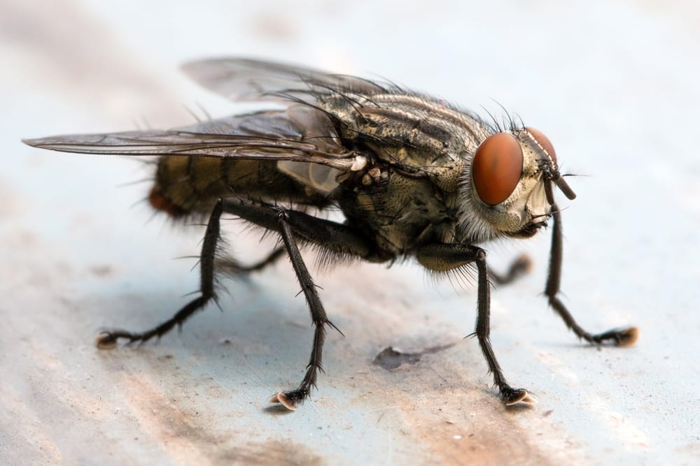 cluster fly