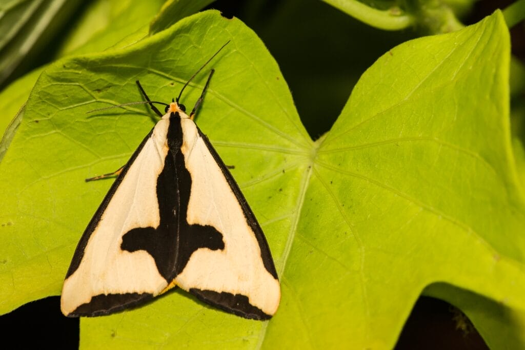 Clymene Moth