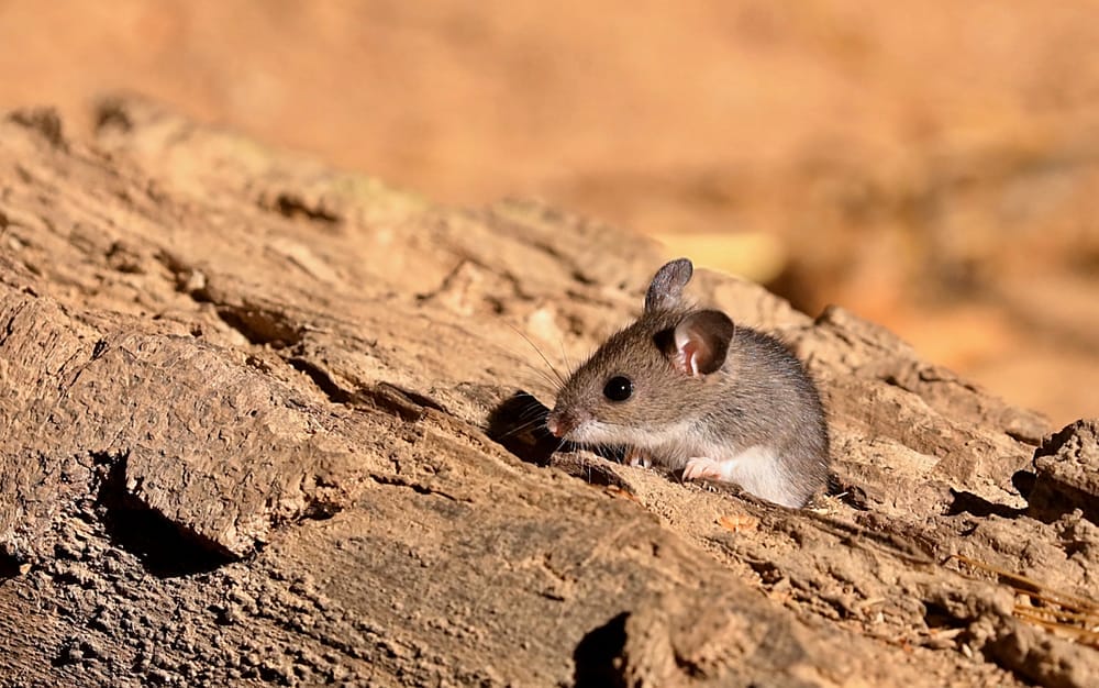 Deer Mouse