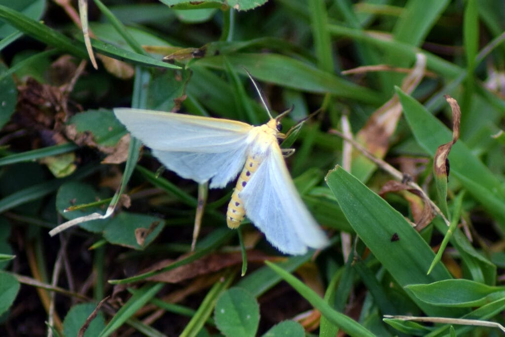Delicate Cycnia Moth