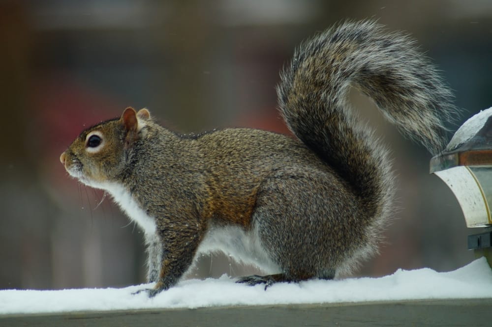Eastern Gray Squirrel