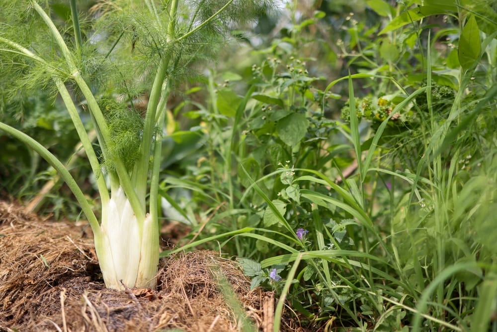 fennel