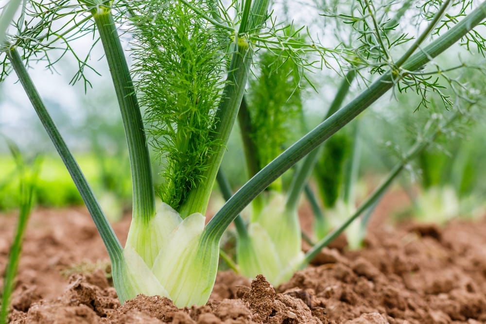 fennel growing