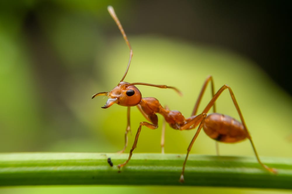Fire Ant