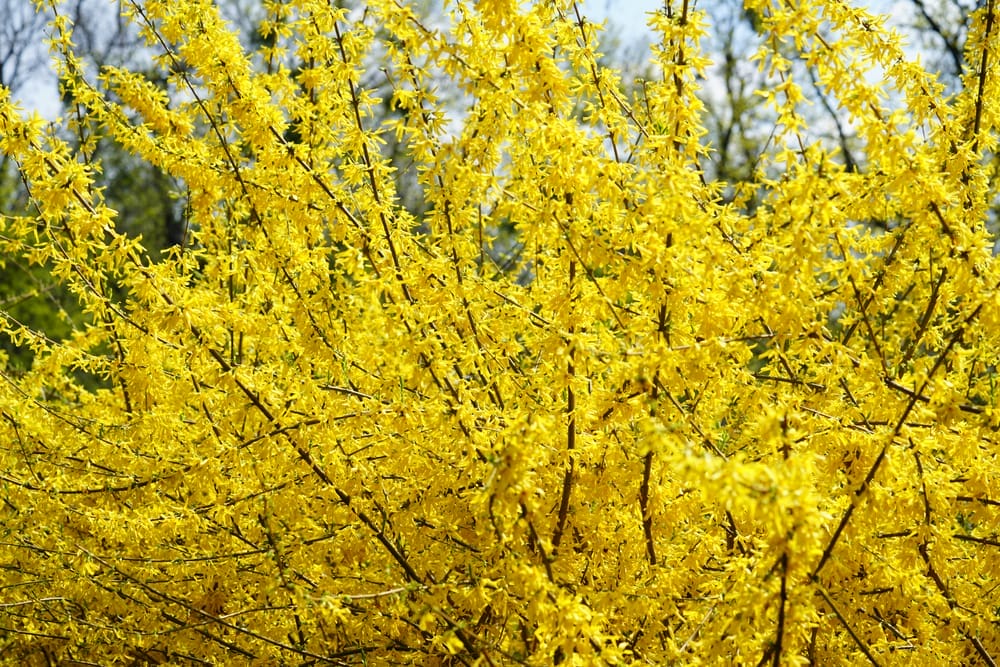 Forsythia