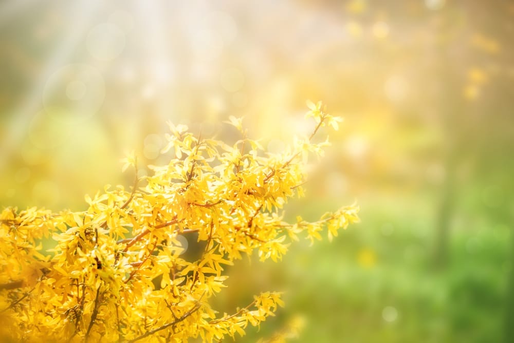 forsythia