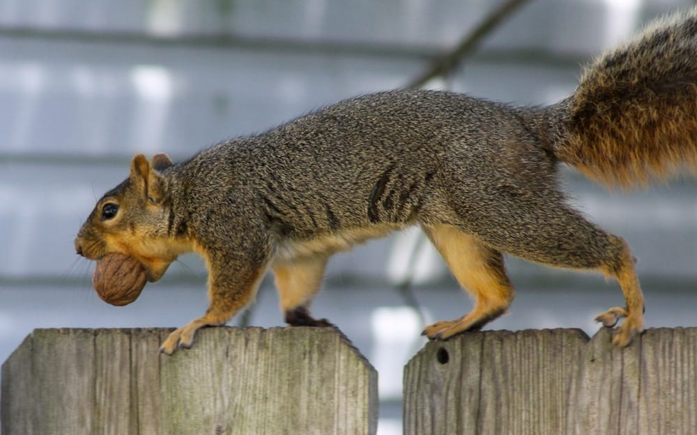 Fox Squirrel