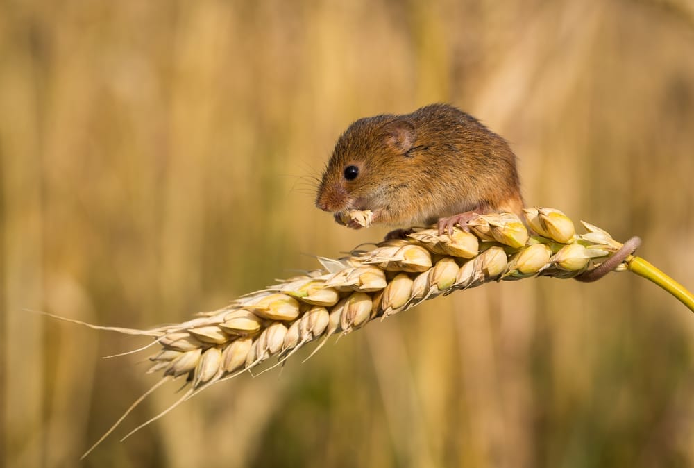 Harvest Mouse