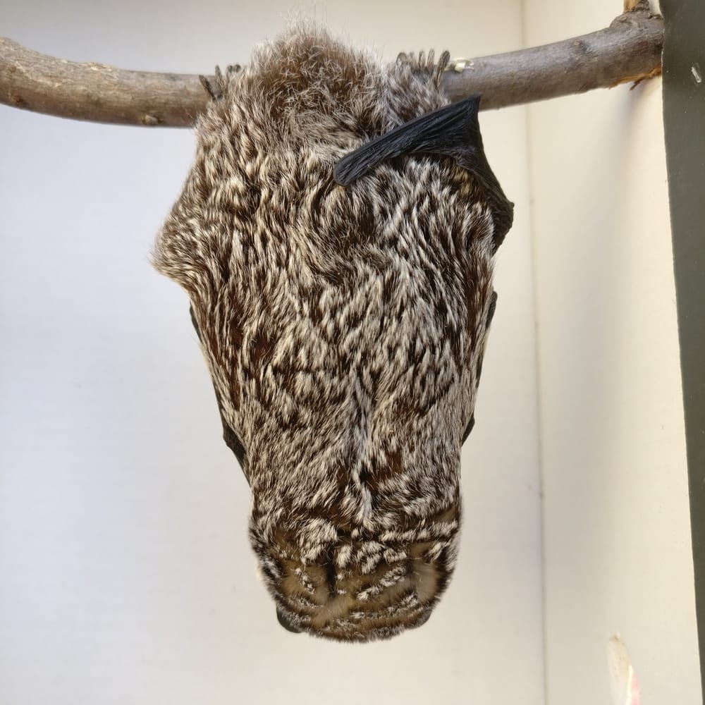 hoary bat