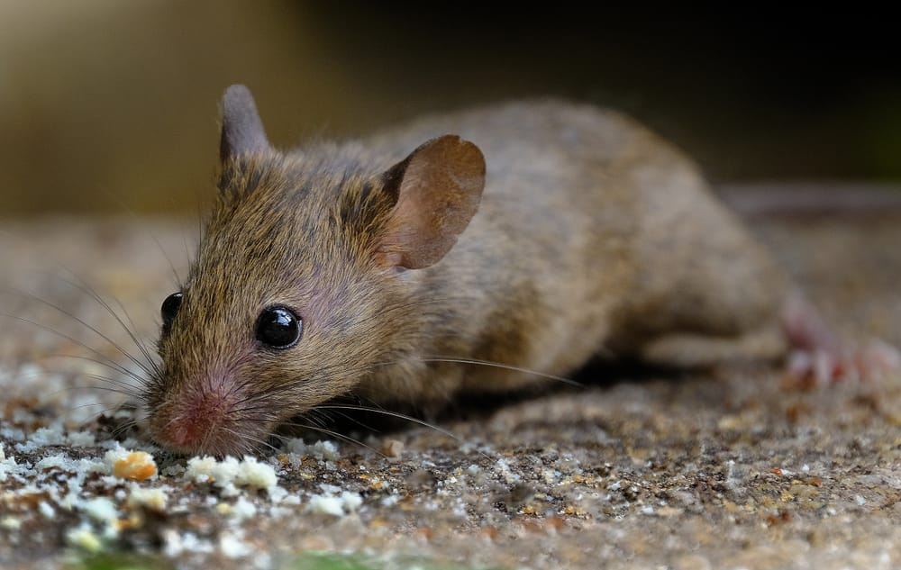 house mouse