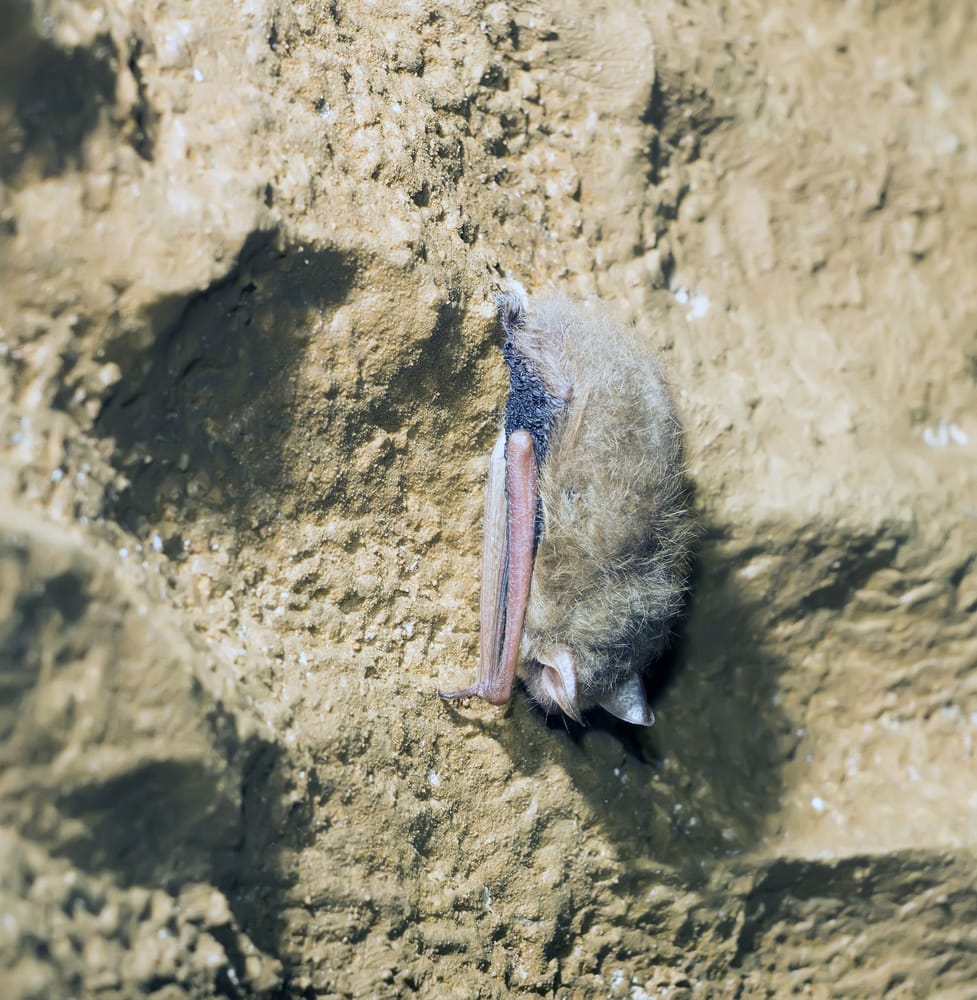 Indiana Bat