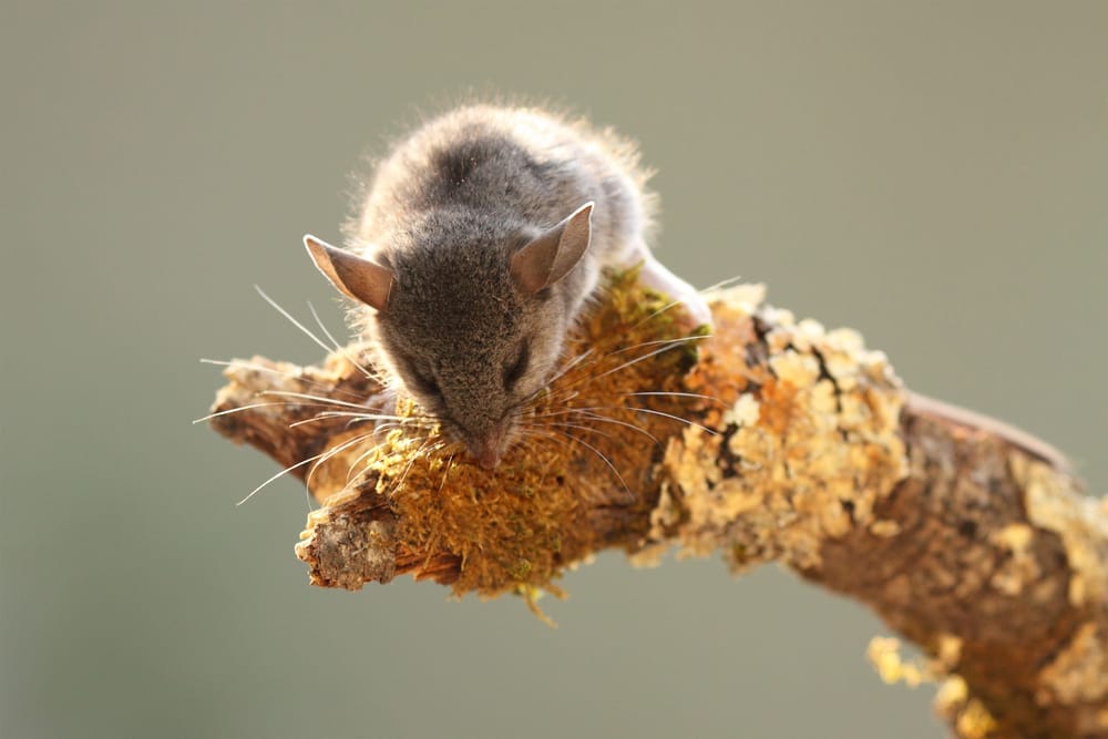 meadow jumping mouse
