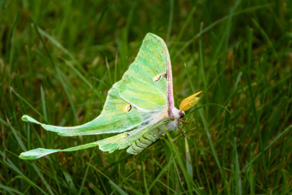 Luna Moth