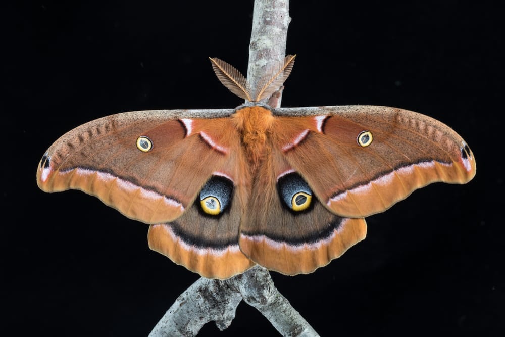 Polyphemus Moth