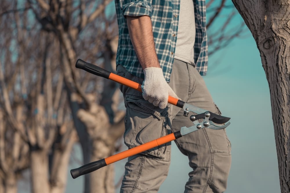 pruning