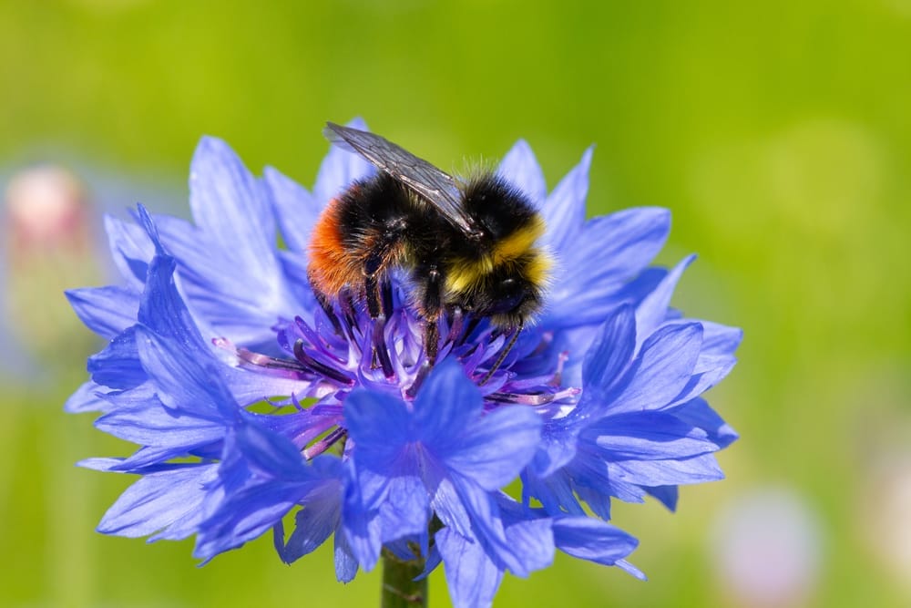 red tailed bumblebee