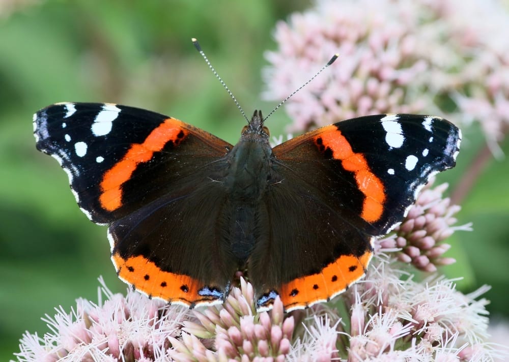 Red Admiral Butterfly