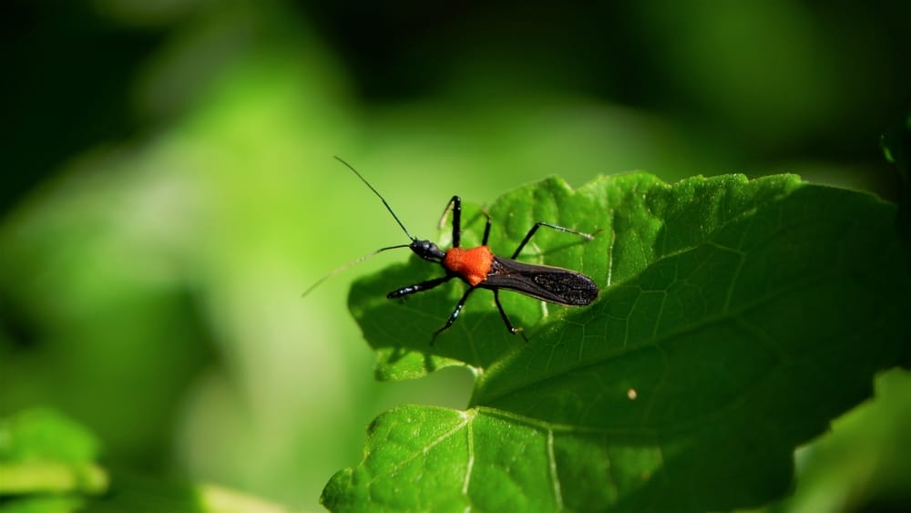 Red Assasin Bug