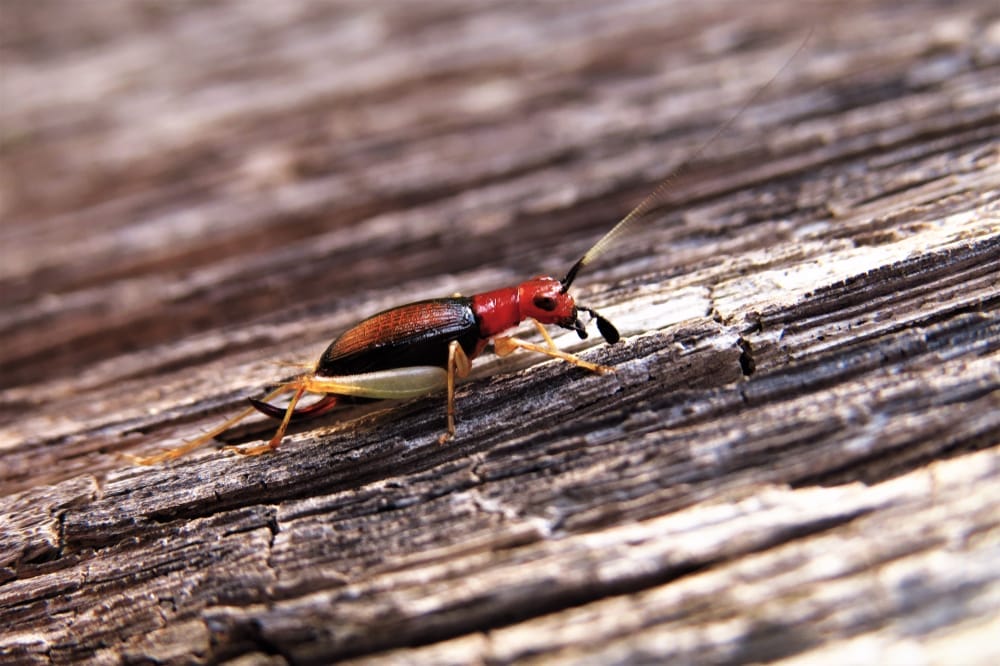 Red Headed Bush Cricket