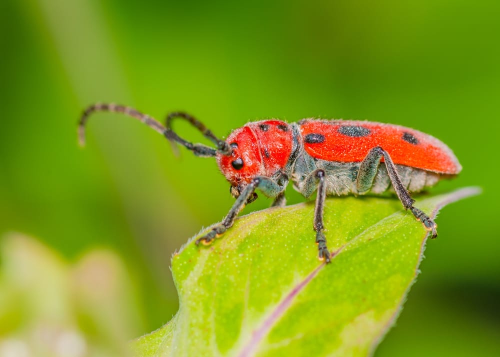 Red Milkweed Beetle