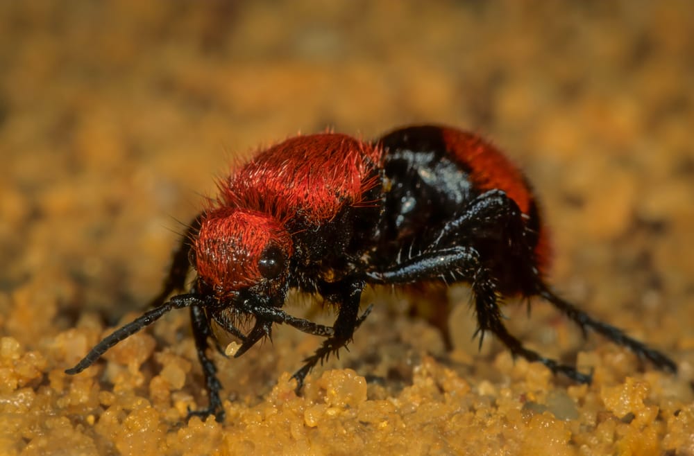 Red Velvet Ant