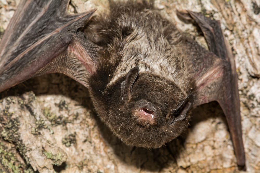Silver Haired Bat