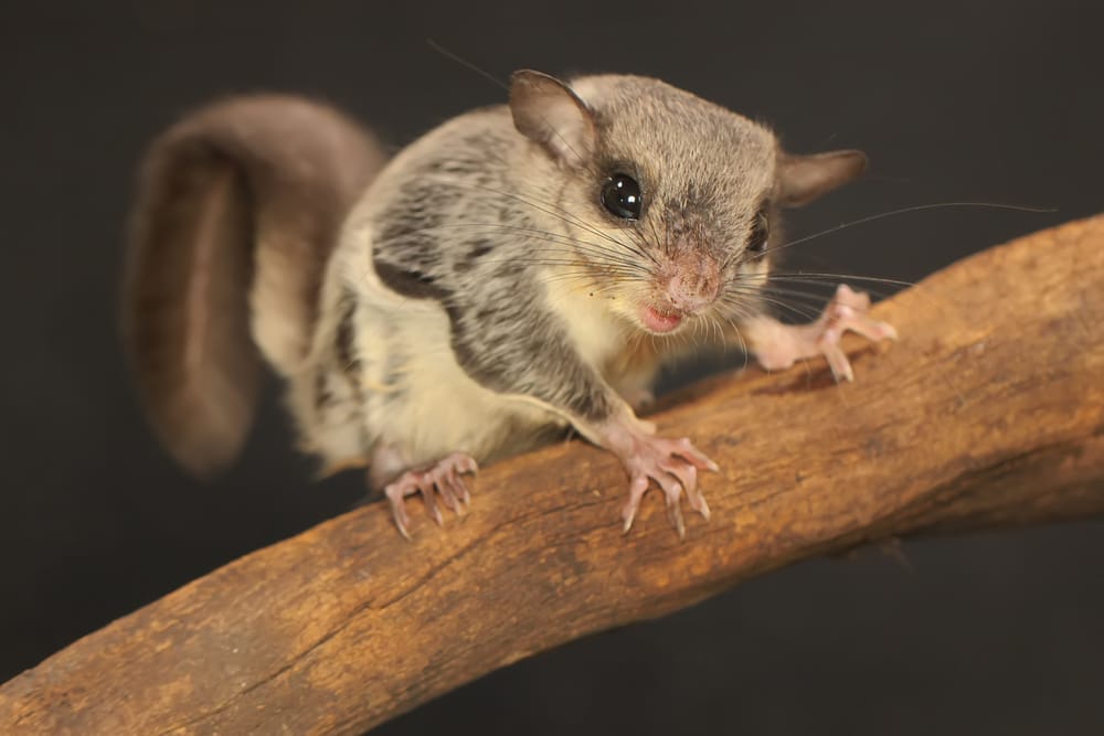 Southern Flying Squirrel