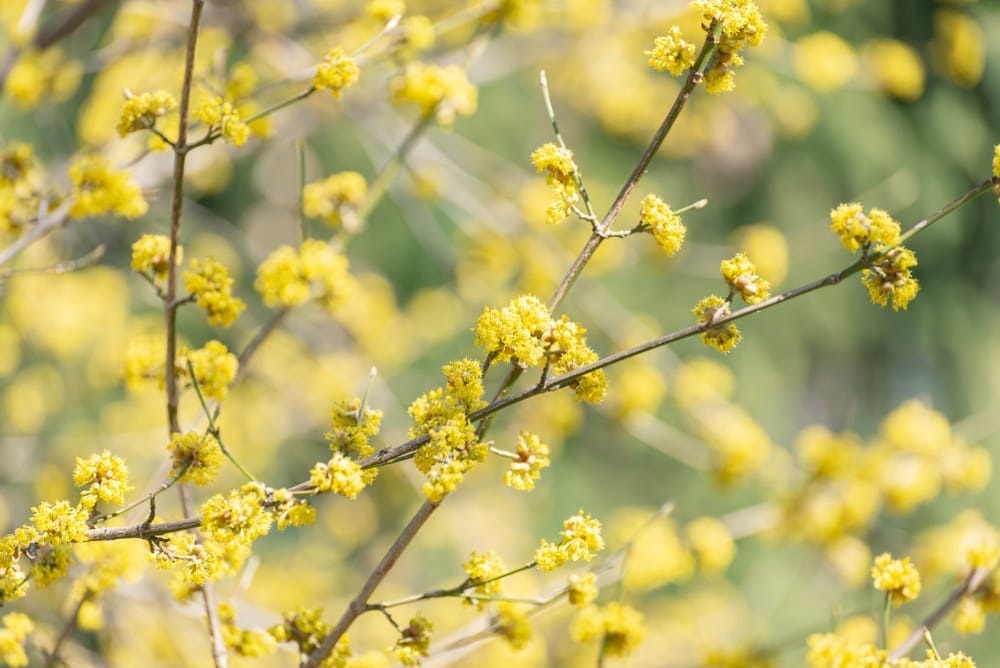 spicebush