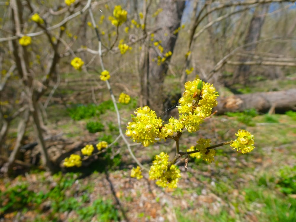 Spicebush