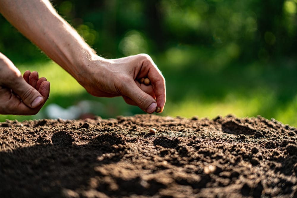 growing seeds