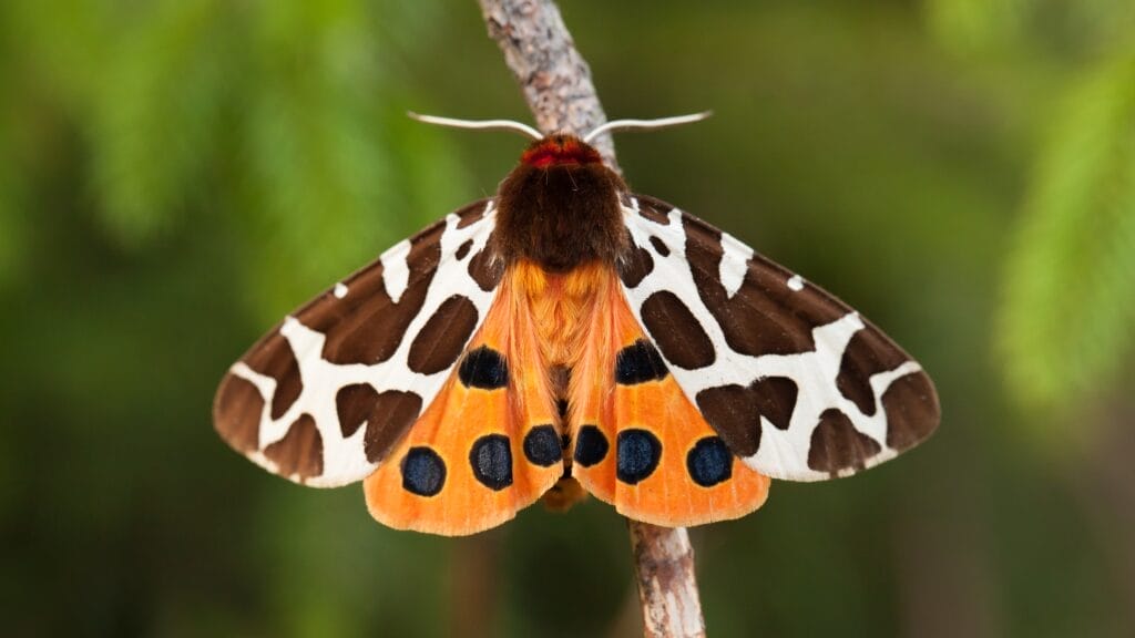 Tiger Moth