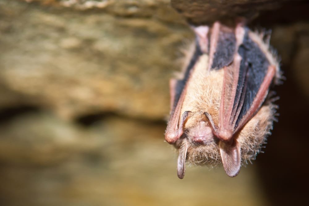 tri-colored Bat